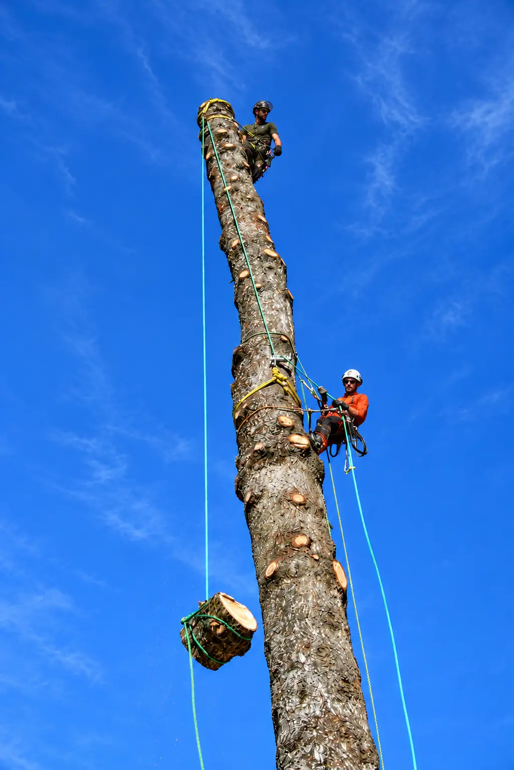 Abattage d'un arbre par démontage