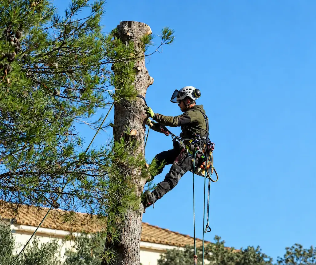 Élagueur grimpeur dans un arbre