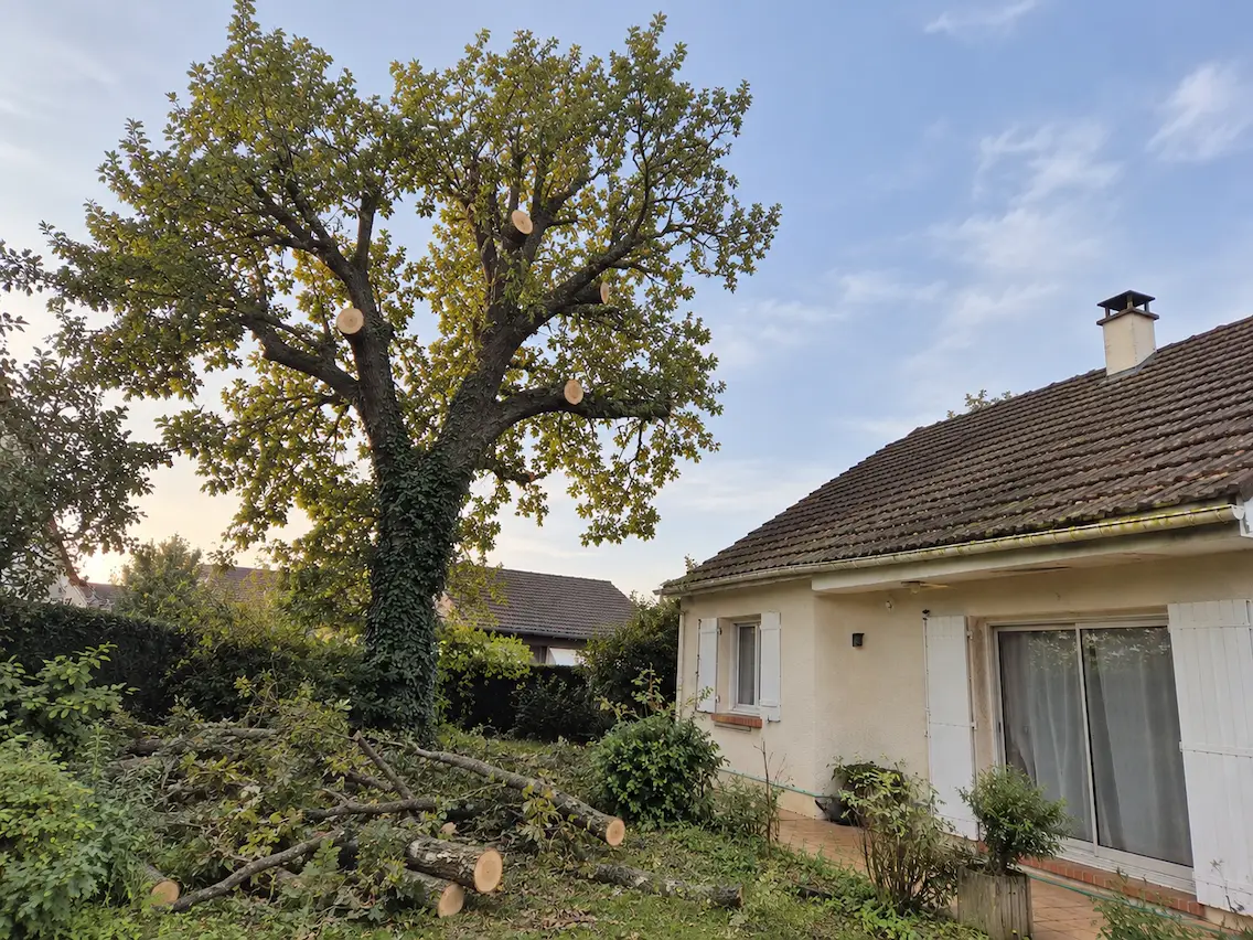 Arbre après élagage