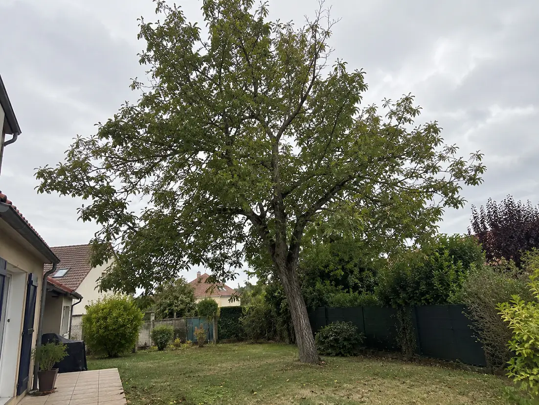 Arbre avant abattage