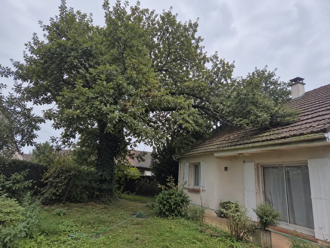 Arbre avant élagage